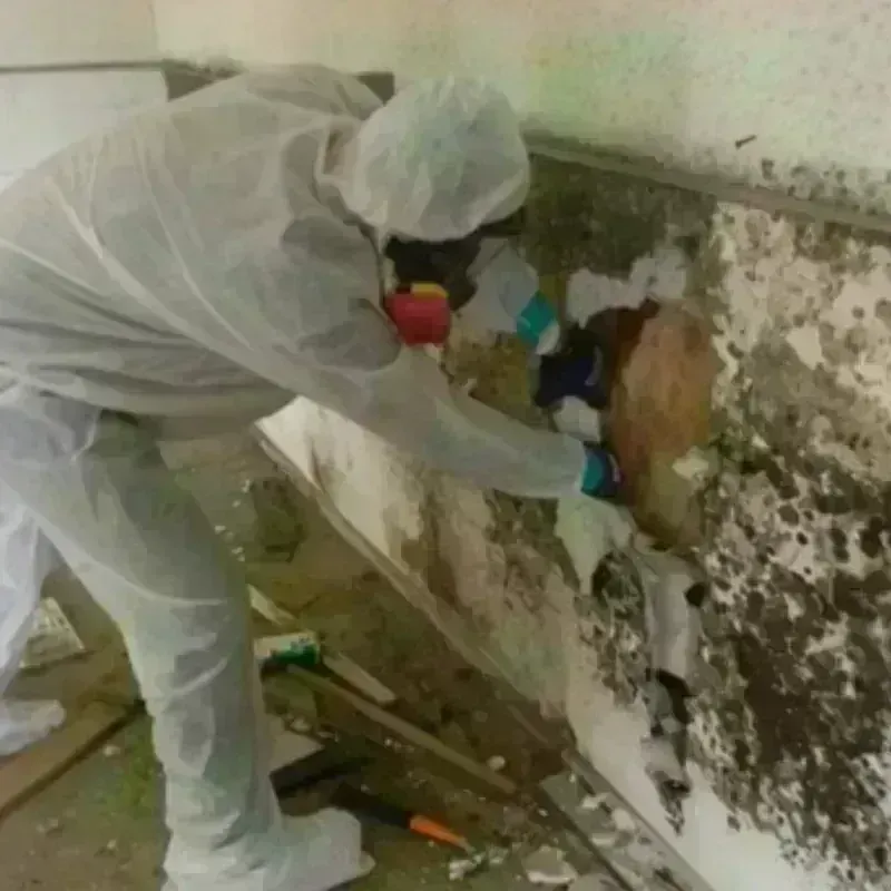 Mold Remediation and Removal in Russellville, KY